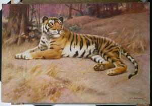 De Tijger door John Charles Dollman
