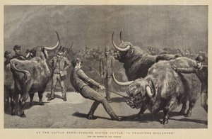 Op de Veekeuring, beoordeling van Schotse Runderen, Een Lastige Hooglander