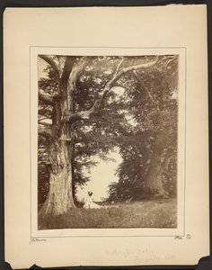 Washington Oak, Pres qu