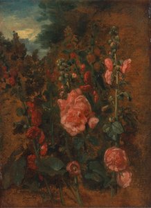 Studie van stokrozen