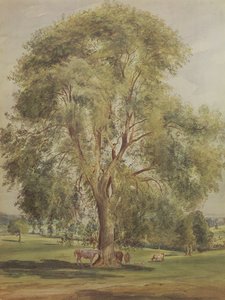 De boom