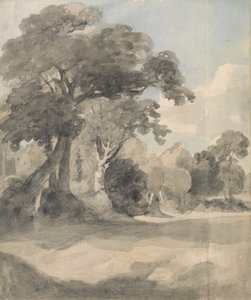 Bomen in een weide