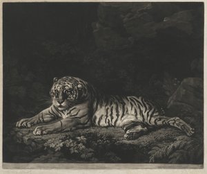 Een tijgerin door John Dixon after George Stubbs