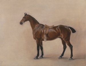 Studie van een gezadelde bruine jager