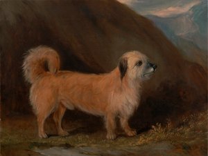 Een Dandie Dinmont Terrier