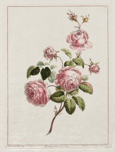 Een Collectie Bloemen Getekend naar de Natuur - Kool Provincie Roos door John Edwards