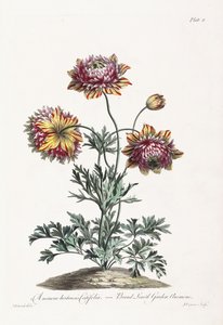 Breedbladige Tuinanemoon