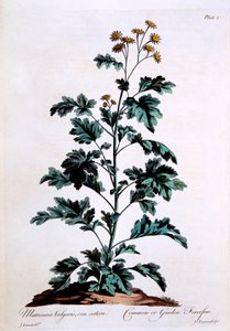 Gewone of Tuin Kamille, illustratie uit 