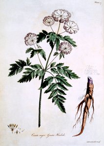 Grote Waterscheerling [Cicuta major], illustratie uit 