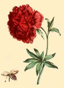 Pioen: Paeonia Faemina Flore Pleno Rubro Majore, 1769, 1946 door John Edwards