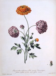 Ranunculus, illustratie uit 