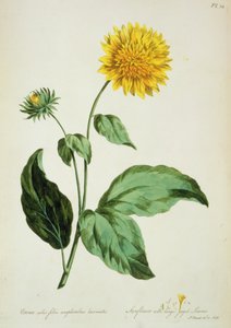 Zonnebloem: met grote gekartelde bladeren (Corona) uit 