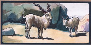 Markhor (Geit)