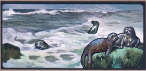 Zeehonden