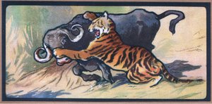 Tijger en Buffel door John Edwin Noble