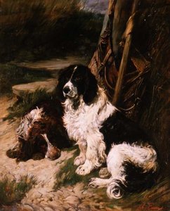 Bruin en Wit en Zwart en Wit Spaniel
