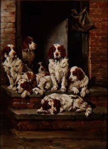 Spaniels in overvloed