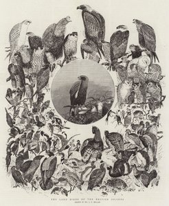 De Landvogels van de Britse Eilanden door John Everett Millais