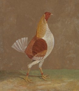 Vechtende hanen: een lichtborstige vechthaan, naar rechts gericht door John Frederick Herring
