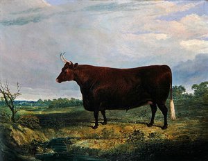 Portret van een bruine stier door John Frederick Herring Senior