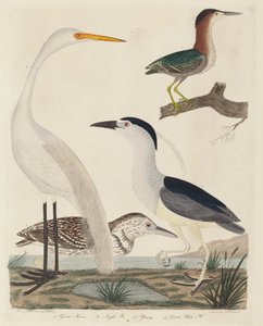 Groene reiger, nachtreiger, jonge reiger en grote witte reiger door John G. Warnicke