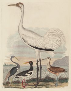 Louisiana Reiger, Bonte Strandloper, Hooping Kraanvogel en Langsnavelige Wulp door John G. Warnicke