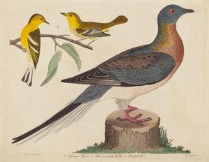 Passagiersduif, Blauwe Bergzanger en Hemlockzanger door John G. Warnicke