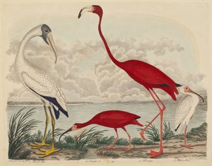 Hout Ibis, Rode Ibis, Flamingo en Witte Ibis, gepubliceerd 1808-1814 door John G. Warnicke