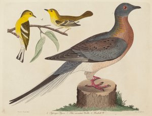 Passagiersduif, Blauwe-bergzanger en Hemlockzanger door John G. Warnicke after Alexander Wilson