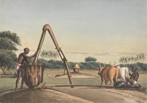 De Checkoo of oliemolen