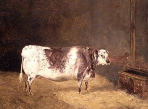 Shorthorn Koe door John Goode