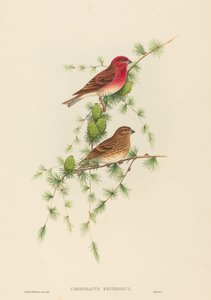 Carpodacus erythrinus Gewone Roze Vink. Makers: John Gould, Henry Constantine Richter