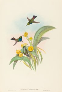 Damophila amabilis Blauwe-borstkolibrie. Makers: John Gould, Henry Constantine Richter door John Gould and Henry Constantine Richter John Gould and Henry Constantine Richter