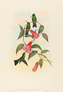 Eucephala smaragdocaerulea Gould