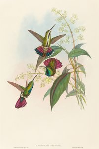 Lampornis prevosti. Makers: John Gould, Henry Constantine Richter door John Gould and Henry Constantine Richter John Gould and Henry Constantine Richter