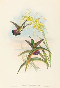 Lampornis veraguensis Veraguan Mango. Makers: John Gould, Henry Constantine Richter door John Gould and Henry Constantine Richter John Gould and Henry Constantine Richter