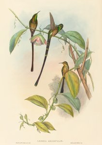 Lesbia Amaryllis door John Gould and Henry Constantine Richter John Gould and Henry Constantine Richter