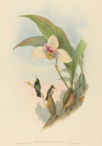 Myiabeillia typica Abeille
