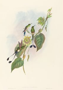 Spathura underwoodi Witte-voet Racket-Staart
