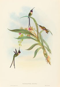 Tharmastura enicura Slender Shear-Tail. Makers: John Gould, Henry Constantine Richter door John Gould and Henry Constantine Richter John Gould and Henry Constantine Richter