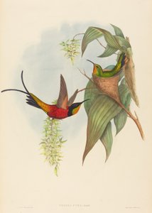 Topaza pyra Fairy Topaz door John Gould and Henry Constantine Richter John Gould and Henry Constantine Richter