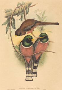 Trogan personatus, waarschijnlijk 1836-1838 door John Gould and Henry Constantine Richter John Gould and Henry Constantine Richter