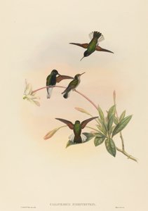 Callipharus nigriventris Zwartbuik Kolibrie door John Gould, William Matthew Hart