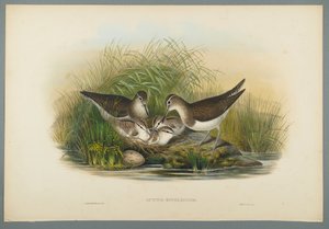 Actitis Hypoleucos - Oeverloper door John Gould