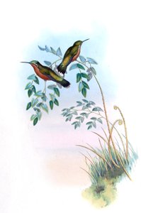 Adelomyia castaneiventris = Lampornis castaneoventris door John Gould