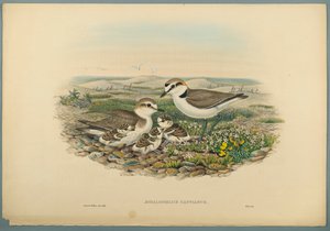 Aegialophilus Cantianus - Strandplevier door John Gould