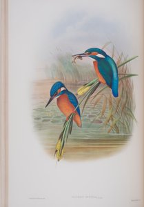 Alcedo Ispida, plaat uit The Birds of Great Britain door John Gould, uitgegeven 1862-73 door John Gould