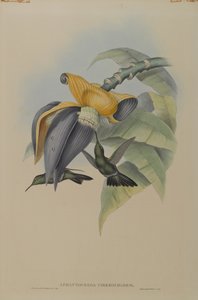 Aphantochroa Cirrhochloris: Somber Kolibrie