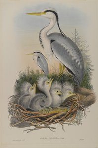 Ardea Cinerea - Reiger door John Gould