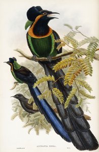 Arfak Astrapia